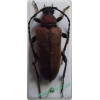 Stictoleptura rubra (Linnaeus, 1758) female Zmrosznik czerwony